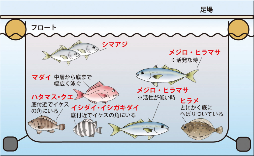 初心者必見 手ぶらで海上釣り堀デビューしよう １日の流れから釣り方までイラスト入りで徹底解説 ニュース つりそく 釣場速報