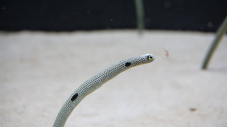 これは珍 京都水族館で ちんあなごだらけパフェ 登場 ニュース つりそく 釣場速報