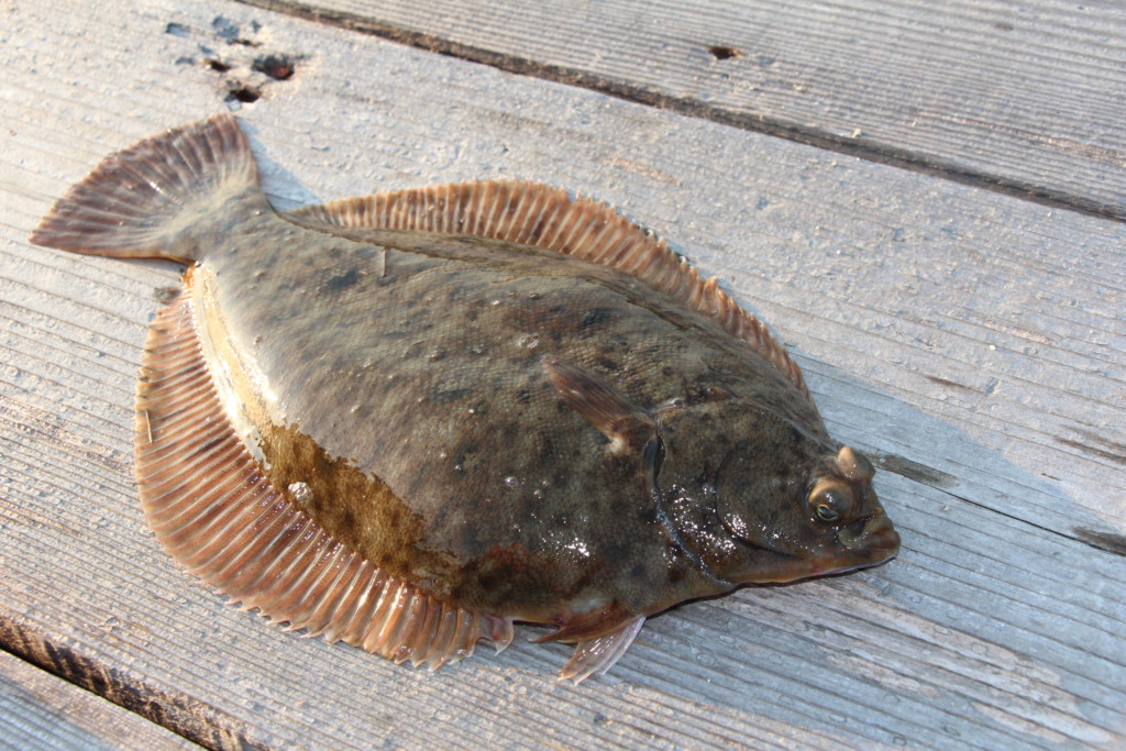 超入門 筏 カセのカレイ 基本的な釣り方 ニュース つりそく 釣場速報