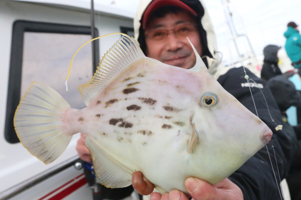 船カワハギの基本的な釣り方 徳島 阿南中林漁港 水天丸 ニュース つりそく 釣場速報