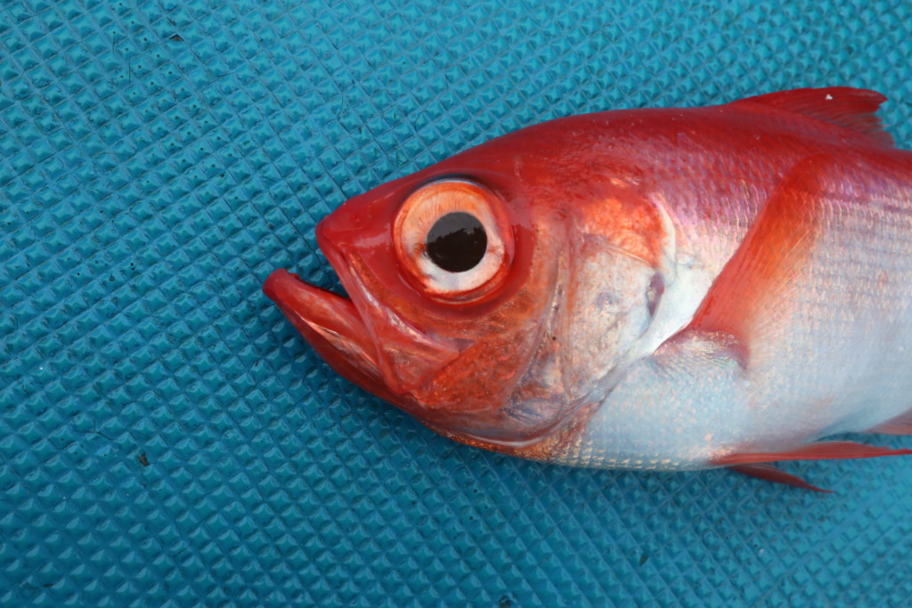 スロージギングで高級魚をゲット 徳島阿南市 阿波哲 ニュース つりそく 釣場速報