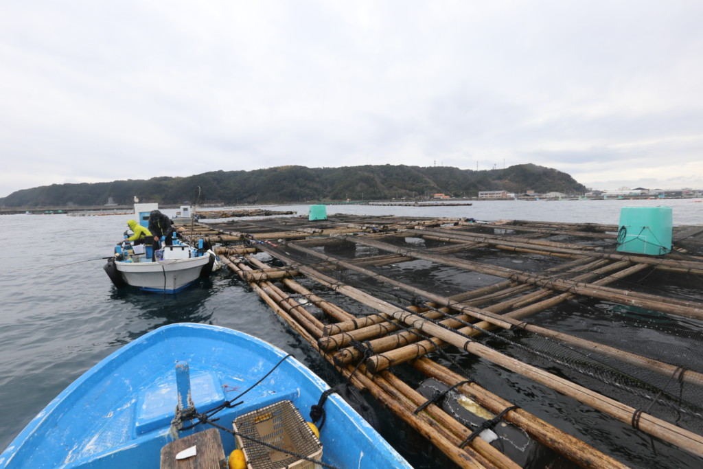 和歌山 串本のカセでブリ続々登場 10kg超も期待大 和歌山 串本町 愛丸フィッシング ニュース つりそく 釣場速報