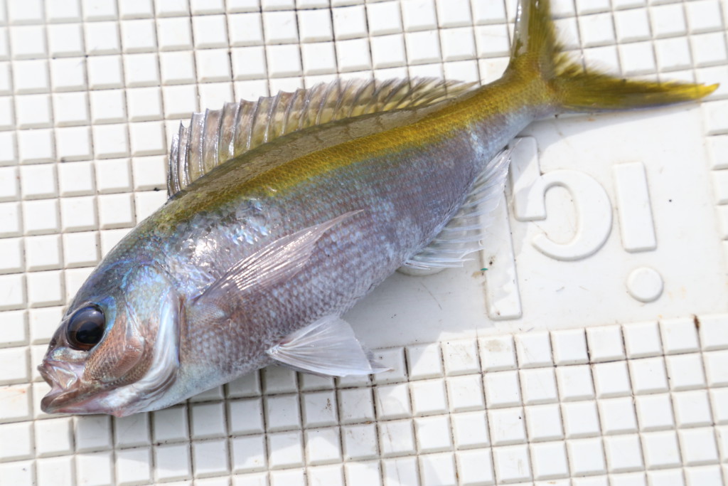 食べたら驚愕 超絶品 熱帯魚みたいな色した ウメイロ 釣りが面白い ニュース つりそく 釣場速報