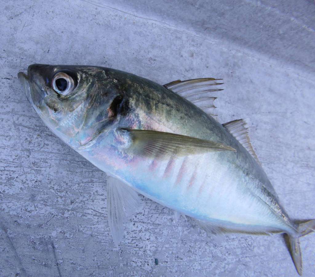 狙うは40cm級の大型マアジ 大阪湾の夏の風物詩 鬼アジ を釣り上げろ ニュース つりそく 釣場速報