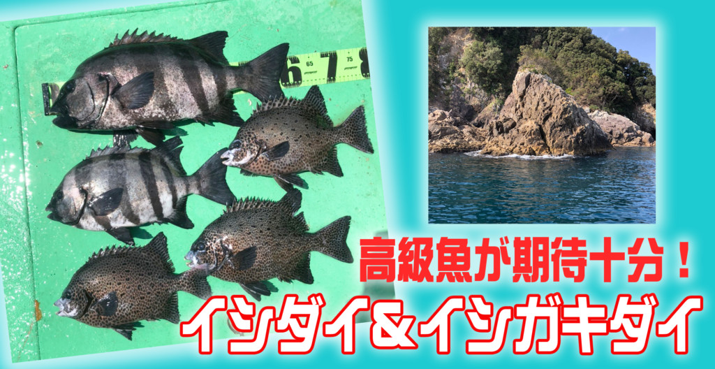 激アツ釣果情報 超が付くほどの高級魚が狙える有望地で イシダイ イシガキダイ登場 ニュース つりそく 釣場速報