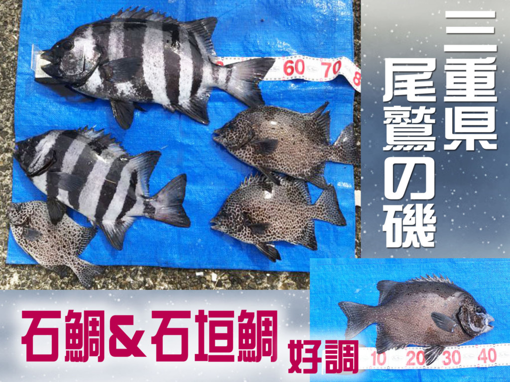 最新釣果速報 絶品な高級魚 イシダイ と イシガキダイ が好調 秋深まればさらに期待十分 ニュース つりそく 釣場速報