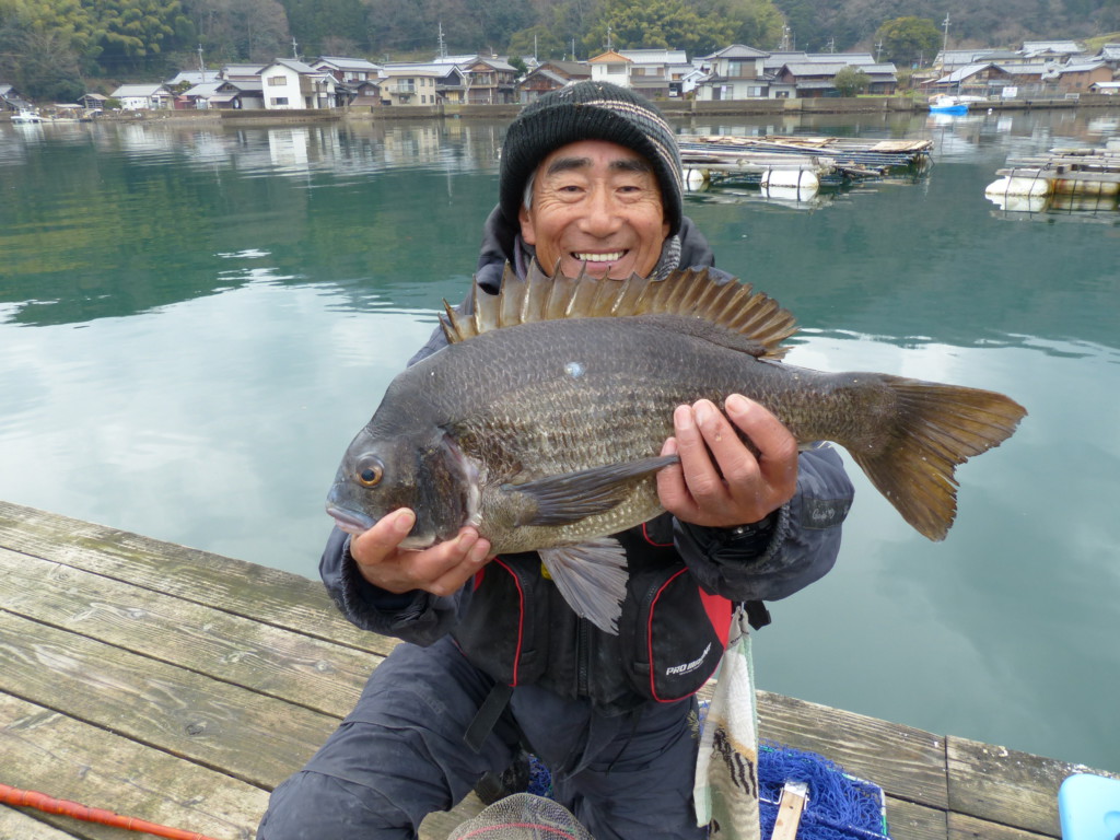 舞鶴湾の佐波賀筏で年なしチヌが超高確率 京都 佐波賀渡船 ニュース つりそく 釣場速報