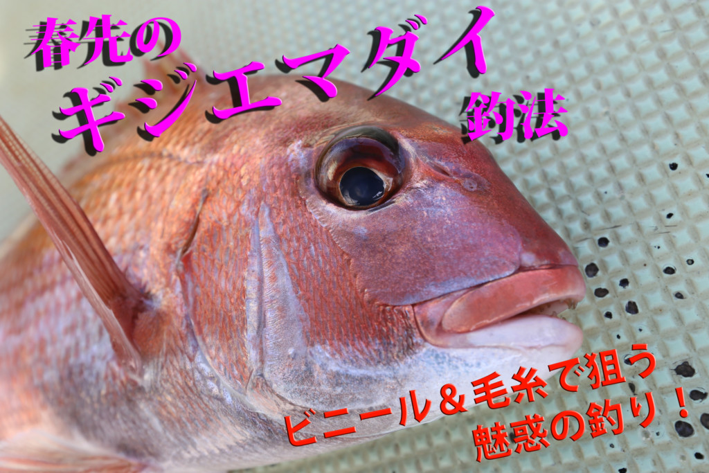 春のギジエマダイ釣法 ビニール 毛糸で釣る魅惑の釣りをご紹介 和歌山 加太 山田丸 ニュース つりそく 釣場速報