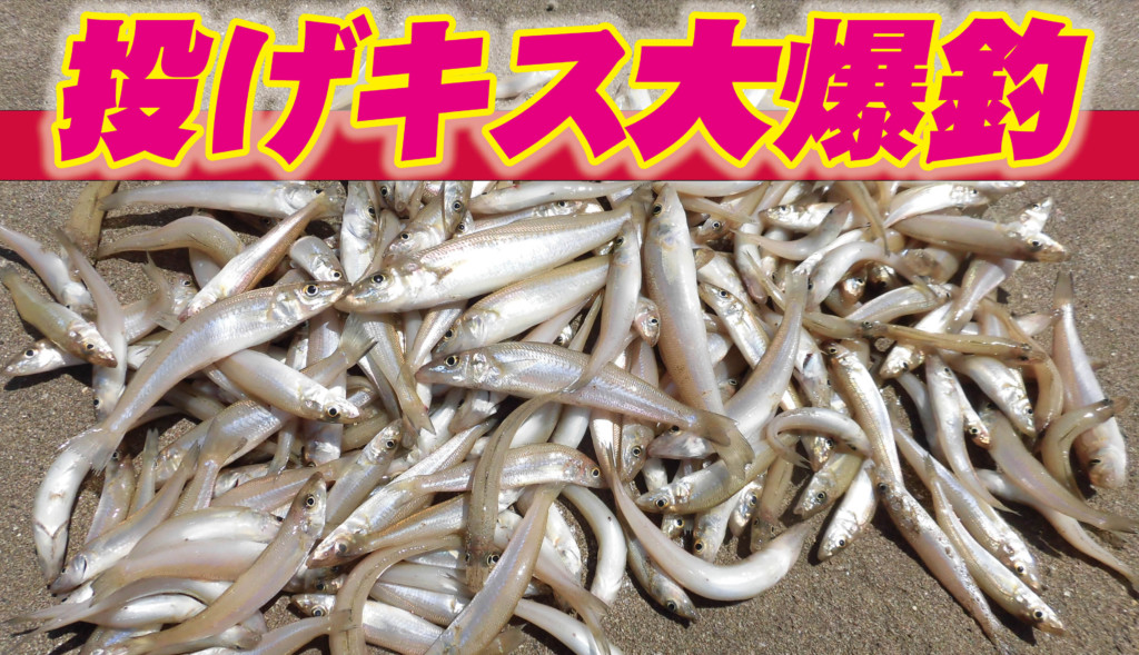 手軽な砂浜釣行はいかが 1回で11連の鈴なり釣果も 投げ釣りでキスが大爆釣 ニュース つりそく 釣場速報