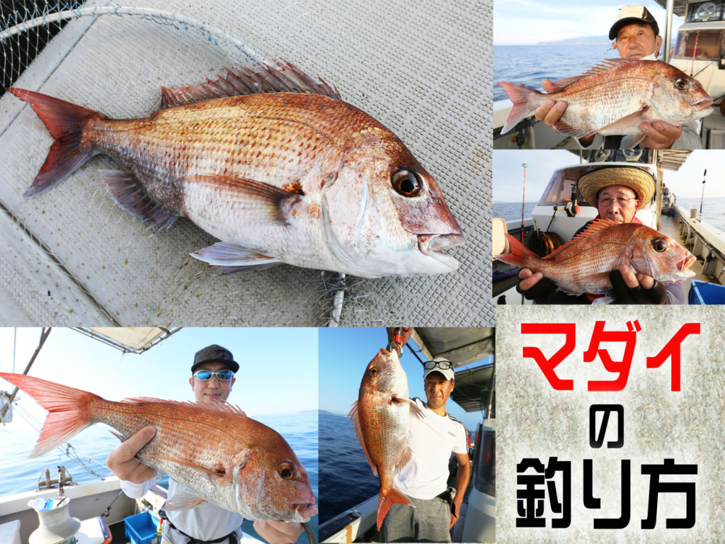 3分で分かる 魚の王様が高確率で釣れる 人気ターゲット タイ の釣り方 ニュース つりそく 釣場速報