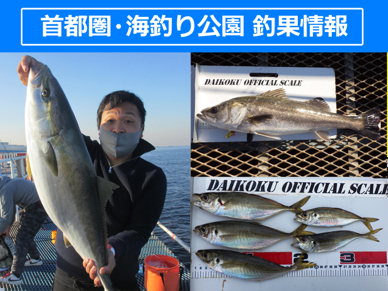 首都圏 海釣り公園 釣果情報 サビキでアジが上向き そのアジを泳がせてスズキ狙いもイイね ニュース つりそく 釣場速報 首都圏 海釣り公園 釣果情報 サビキでアジが上向き そのアジを泳がせてスズキ狙いもイイね ニュース つりそく 釣場速報