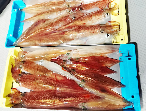 生かしたまま持ち帰りが可能 家庭で活イカの姿造りが味わえる 待望のヤリイカが釣れ始めましたよ ニュース つりそく 釣場速報
