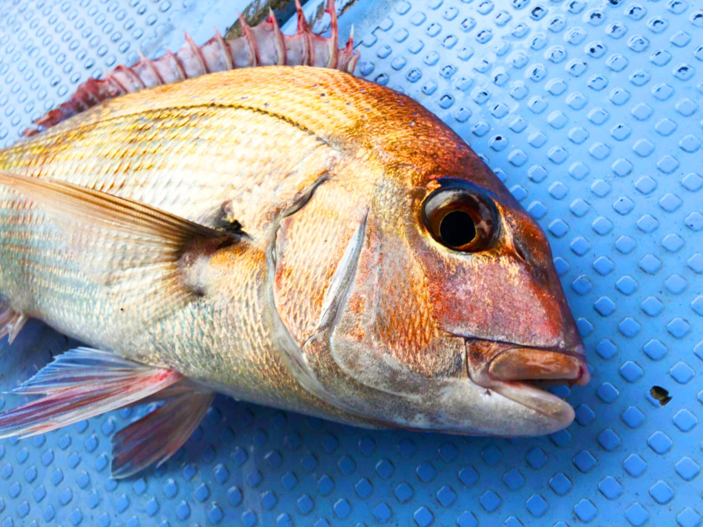 冬のタイは脂の乗りが抜群 船から狙うマダイ釣り最新釣果をお届け ニュース つりそく 釣場速報