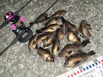 関西の堤防釣りの最新釣果 メバルが各地で好調ですよ エサ釣り ルアー釣りどちらでもイケます ニュース つりそく 釣場速報
