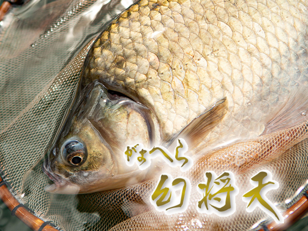 軽さと強さの最適なバランスを実現】新登場!がまかつのヘラブナ 軽さと強さの最適なバランスを実現】新登場!がまかつのヘラブナ