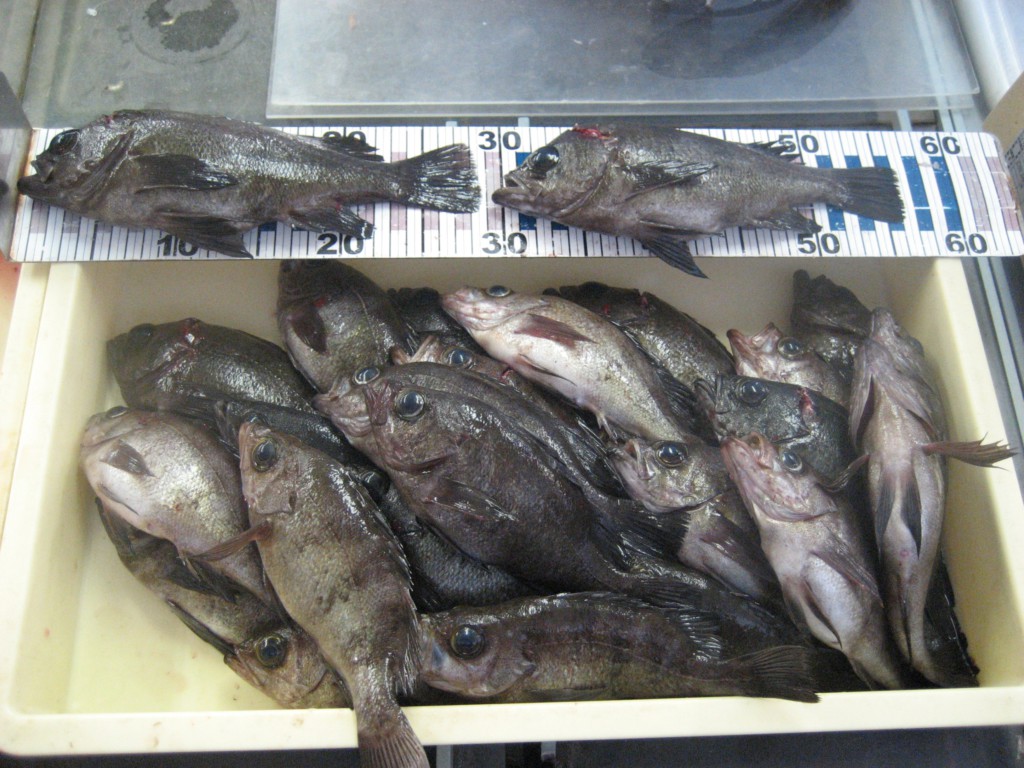 ライトゲームでメバルの釣果に期待大 関西の堤防釣り最新釣果 ニュース つりそく 釣場速報
