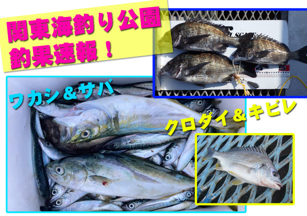 関東海釣り公園釣果速報 シリヤケイカはシーズン終盤 ワカシ サバが好調 ニュース つりそく 釣場速報 関東海釣り公園釣果速報 シリヤケイカはシーズン終盤 ワカシ サバが好調 ニュース つりそく 釣場速報