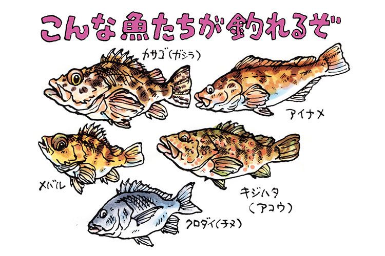 初心者でも簡単 美味しい魚が釣れる 根魚釣りをコスパ最高のタックルで始めてみよう ニュース つりそく 釣場速報