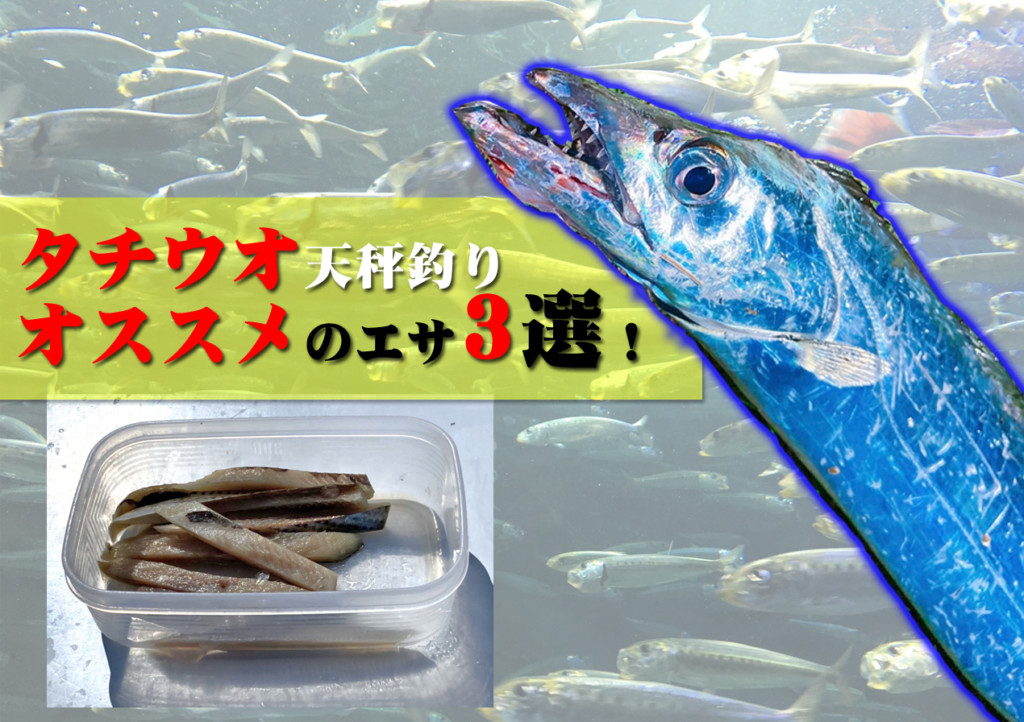 タチウオが好きな魚ってどんなの 天秤釣りにオススメのタチウオエサ3選 ニュース つりそく 釣場速報 タチウオが好きな魚ってどんなの 天秤釣りにオススメのタチウオエサ3選 ニュース つりそく 釣場速報