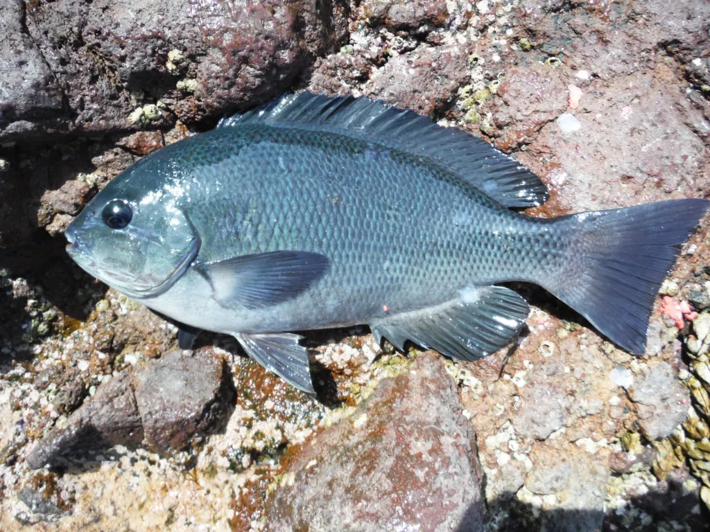 秋磯シーズン 釣りの合間にちょっと イカ 釣りはいかがですか ニュース つりそく 釣場速報