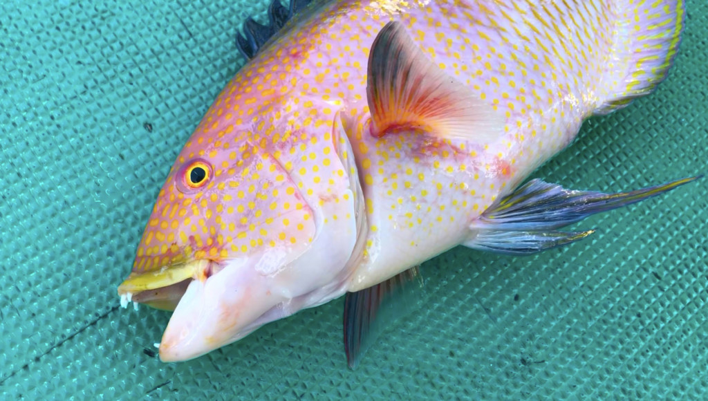 何この魚 ベラ ハタ これは一体どっちなの ニュース つりそく 釣場速報