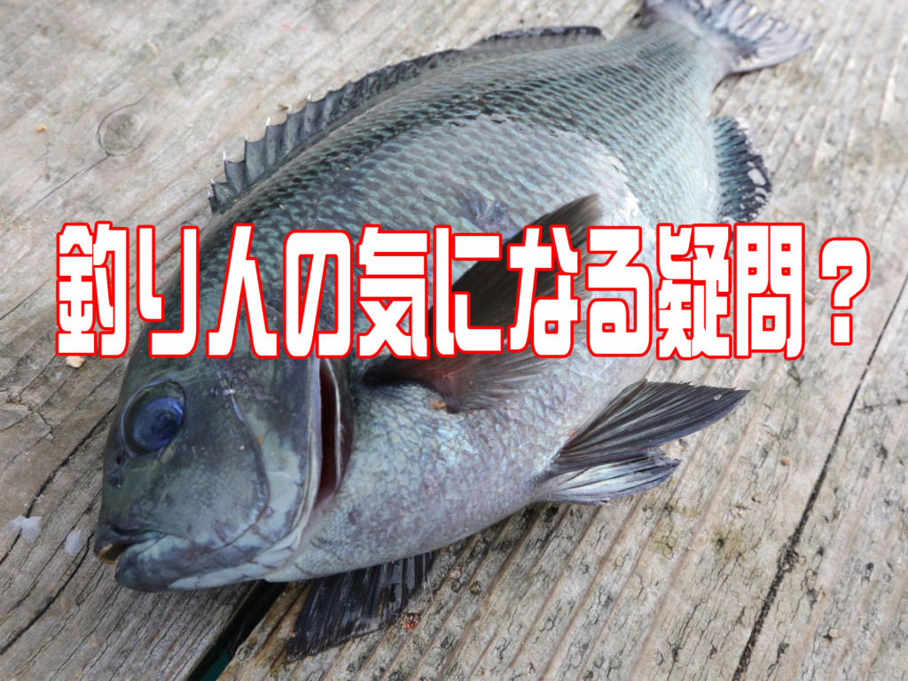 立体魚拓　グレ　メジナ　口太グレ　口太メジナ 立体魚拓 グレ メジナ 口太グレ 口太メジナ 立体・オブジェ