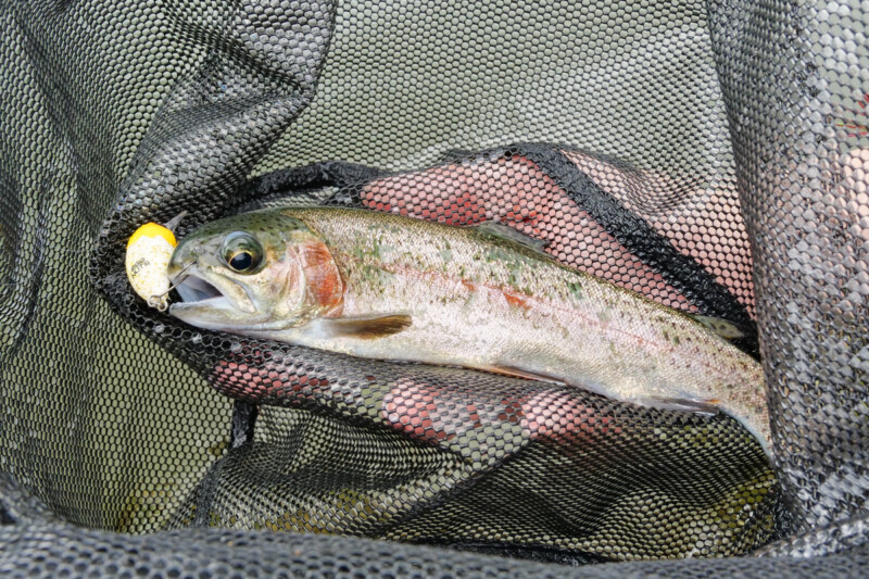 お手軽だけど、とっても奥が深い「エリアトラウト」に挑戦してみたい