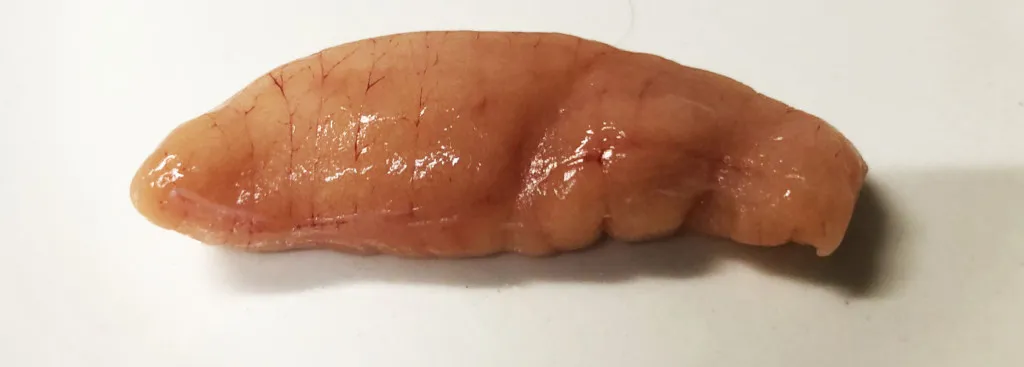 サカナのたまご ウニみたいに濃厚で美味しい イサキ の卵が美味しい ニュース つりそく 釣場速報