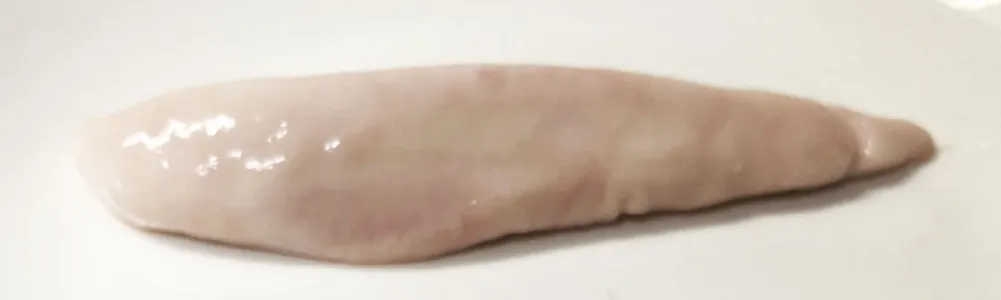 サカナのたまご ウニみたいに濃厚で美味しい イサキ の卵が美味しい ニュース つりそく 釣場速報