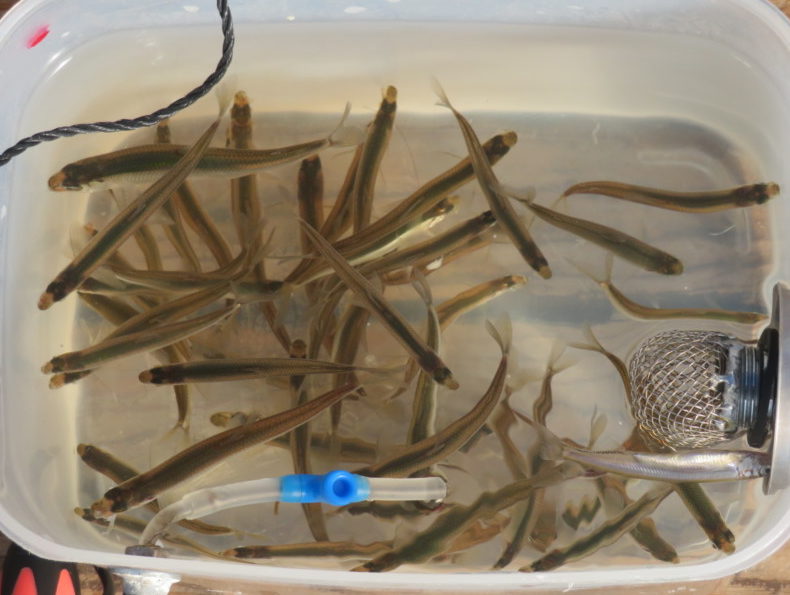 関西のワカサギ生情報 春の習性と それに合った釣り方の 3つのポイント を名手が伝授 ニュース つりそく 釣場速報 関西のワカサギ生情報 春の習性と それに合った釣り方の 3つのポイント を名手が伝授 ニュース つりそく 釣場速報