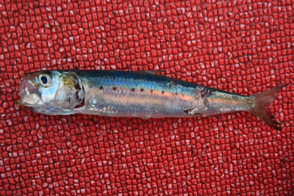 ベイトで脂の乗りが違う イワシを食べている魚はウマイ ニュース つりそく 釣場速報
