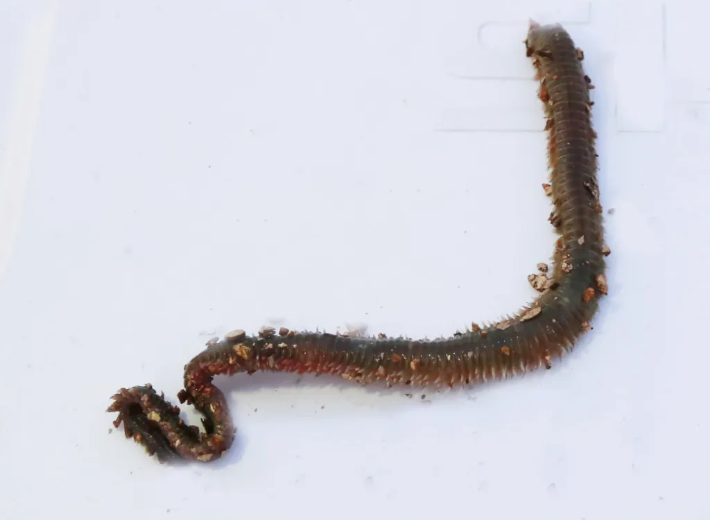 同じ虫エサなのに食いが違う 青イソメと石ゴカイを両方持っていた方が良い理由 ニュース つりそく 釣場速報