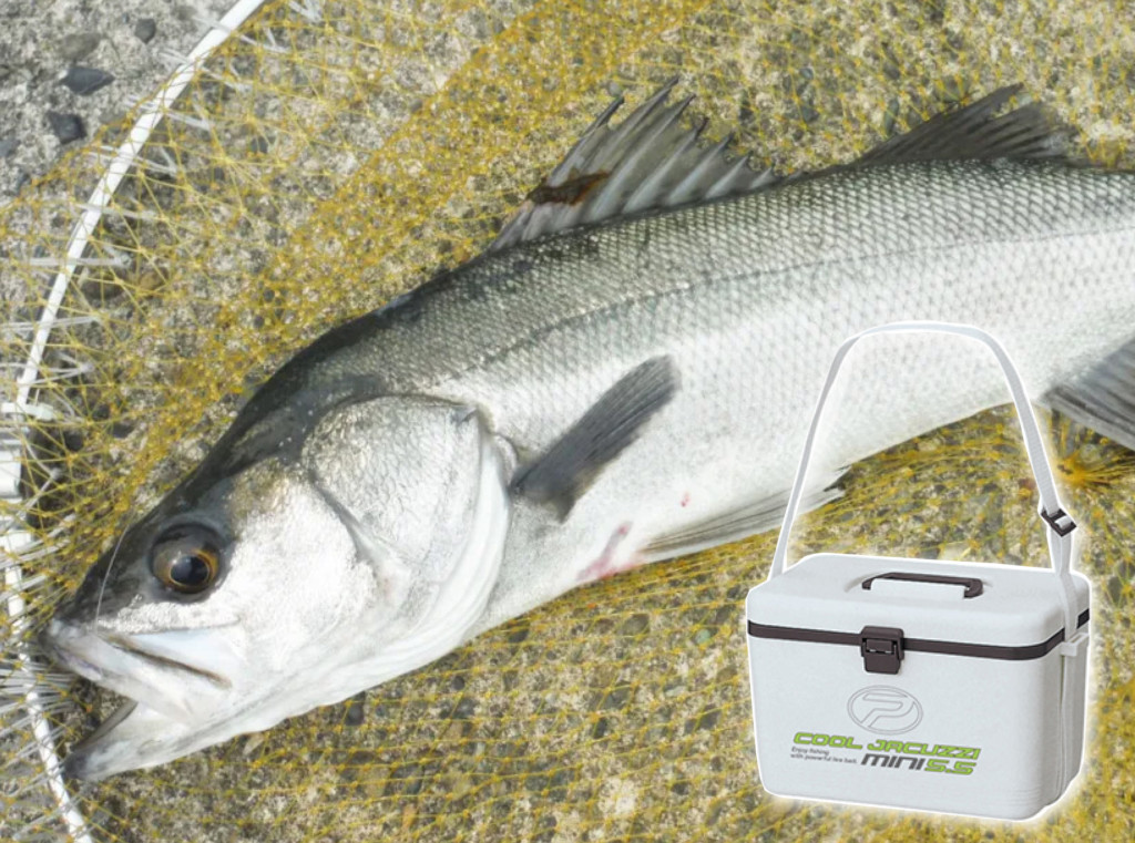 エビ撒き釣りに最適な活かしクーラー】ハネ、チヌ狙いはもちろん