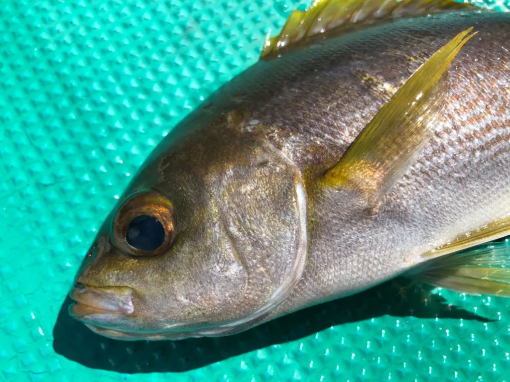 サカナのたまご ウニみたいに濃厚で美味しい イサキ の卵が美味しい ニュース つりそく 釣場速報