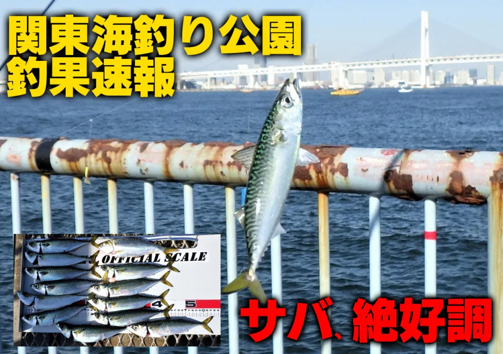 関東海釣り釣果速報 今週はサバが大漁 シリヤケイカの釣果報告も ニュース つりそく 釣場速報
