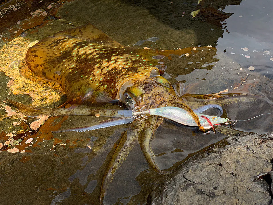 あの爆売れエギの「ディープ」モデル。春のデカイカ狙いにイカがですか?【セフィア クリンチ フラッシュブースト ディープ 3.5号】