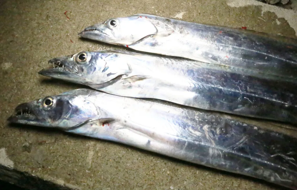 アジ、タチウオに効果アリ】圧倒的な集魚力を持つ水中ライト「BOLTⅡ」がスゴイ – ニュース | つりそく（釣場速報）