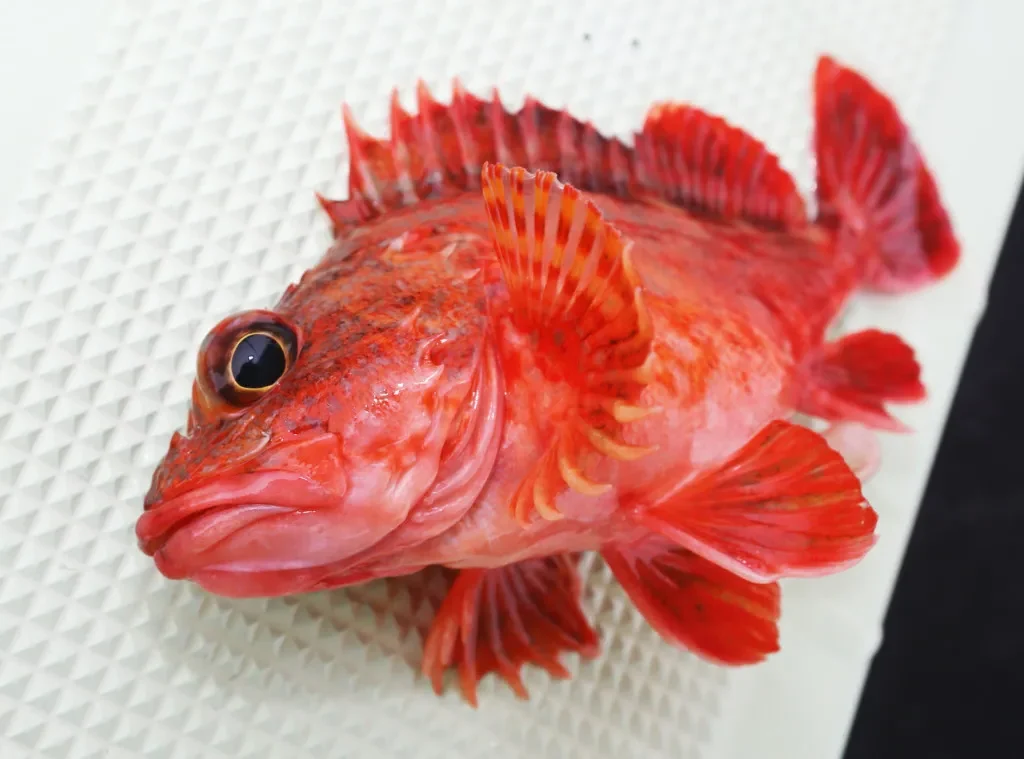 足下から高級魚 落として誘うだけ 穴釣りで美味しい 根魚 を釣ってみよう ニュース つりそく 釣場速報