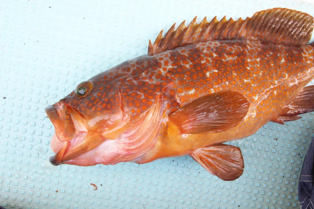 夏の風物詩 美味しい高級魚 アコウ を実釣レポート ニュース つりそく 釣場速報
