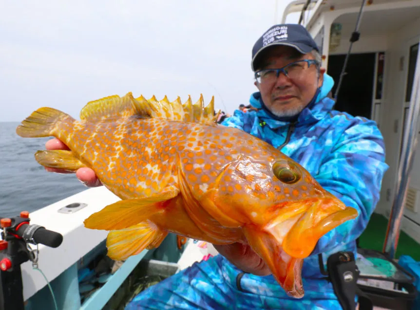 今が旬 夏に美味しい高級魚 アコウ 釣りにグッドな仕かけ ニュース つりそく 釣場速報