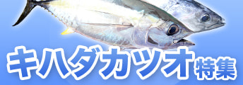 キハダカツオ特集