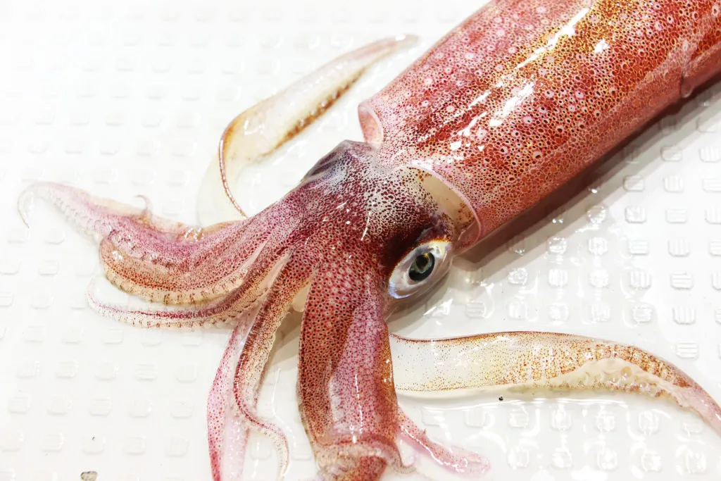激アツ釣果情報 福岡県で イカ が釣れてる 2ケタ釣果も期待大 ニュース つりそく 釣場速報