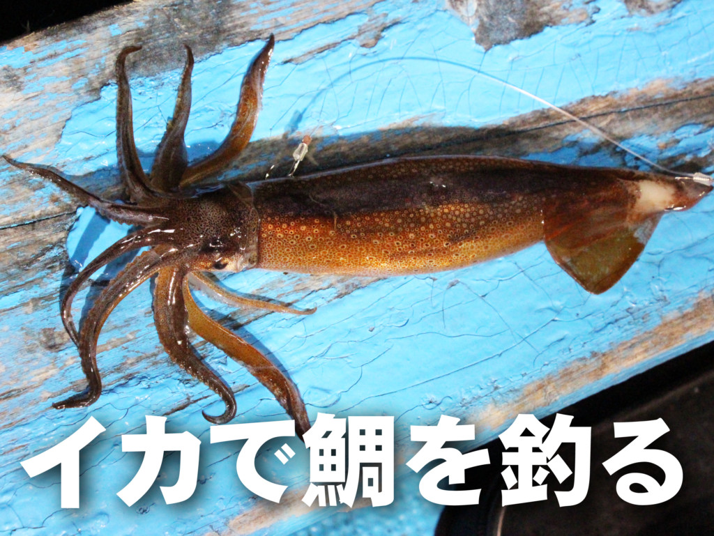 釣れれば大型が高確率 イカで鯛を釣る でっかいマダイが簡単 に釣れますよ ニュース つりそく 釣場速報