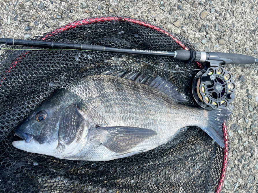 仕舞い寸法54cmで携行性抜群!!【クロダイの落とし込み竿は「小継」が