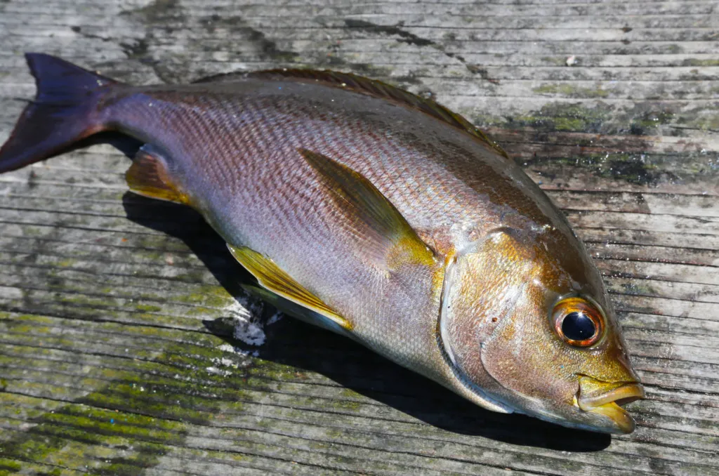 いまだに忘れられない あの魚の味 脂が最高に乗っていた秋の イサキ ニュース つりそく 釣場速報