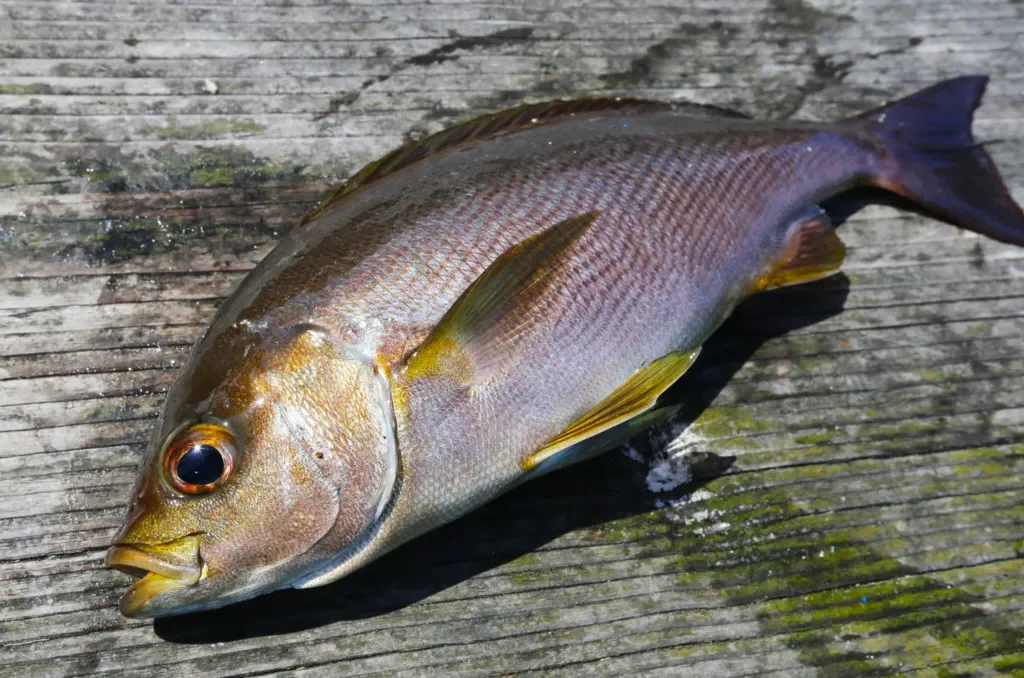 今釣れてる釣果情報 塩焼きに刺身 美味しい イサキ が釣れてます ニュース つりそく 釣場速報