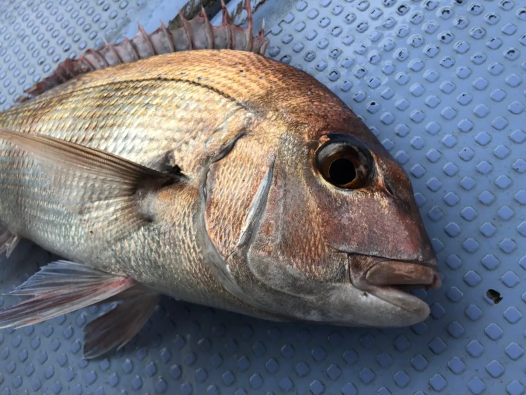 今 釣りたい魚 速い潮の中で育ち 身が締まって美味しい マダイ が釣れる場所を紹介 ニュース つりそく 釣場速報