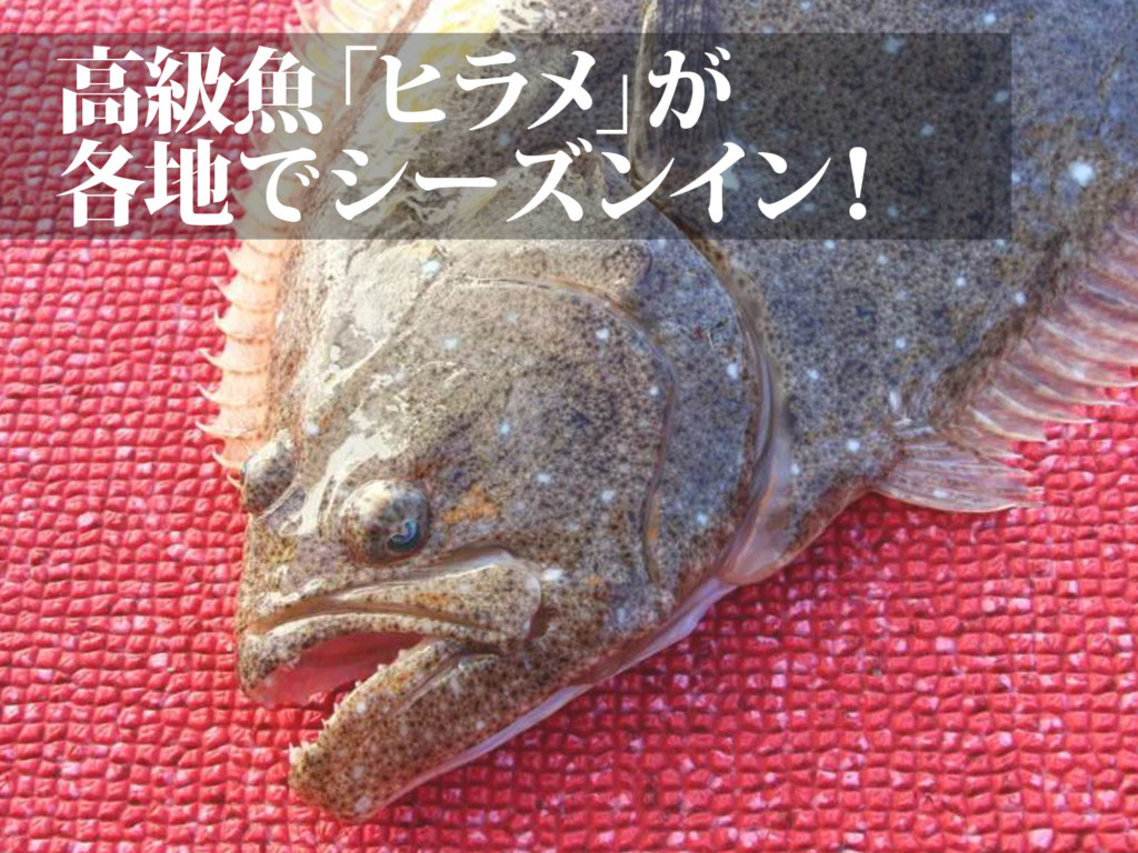 人気のターゲットが釣れています 高級魚 ヒラメ が各地でシーズンイン 釣りに行くならこれからがベスト ニュース つりそく 釣場速報