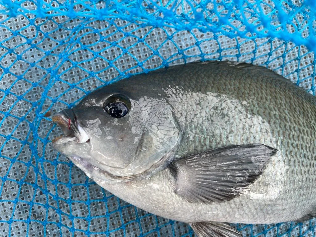 これから最高に美味しくなる魚 冬が旬 刺し身に鍋にウマい グレ をそろそろ狙いに行ってみませんか ニュース つりそく 釣場速報