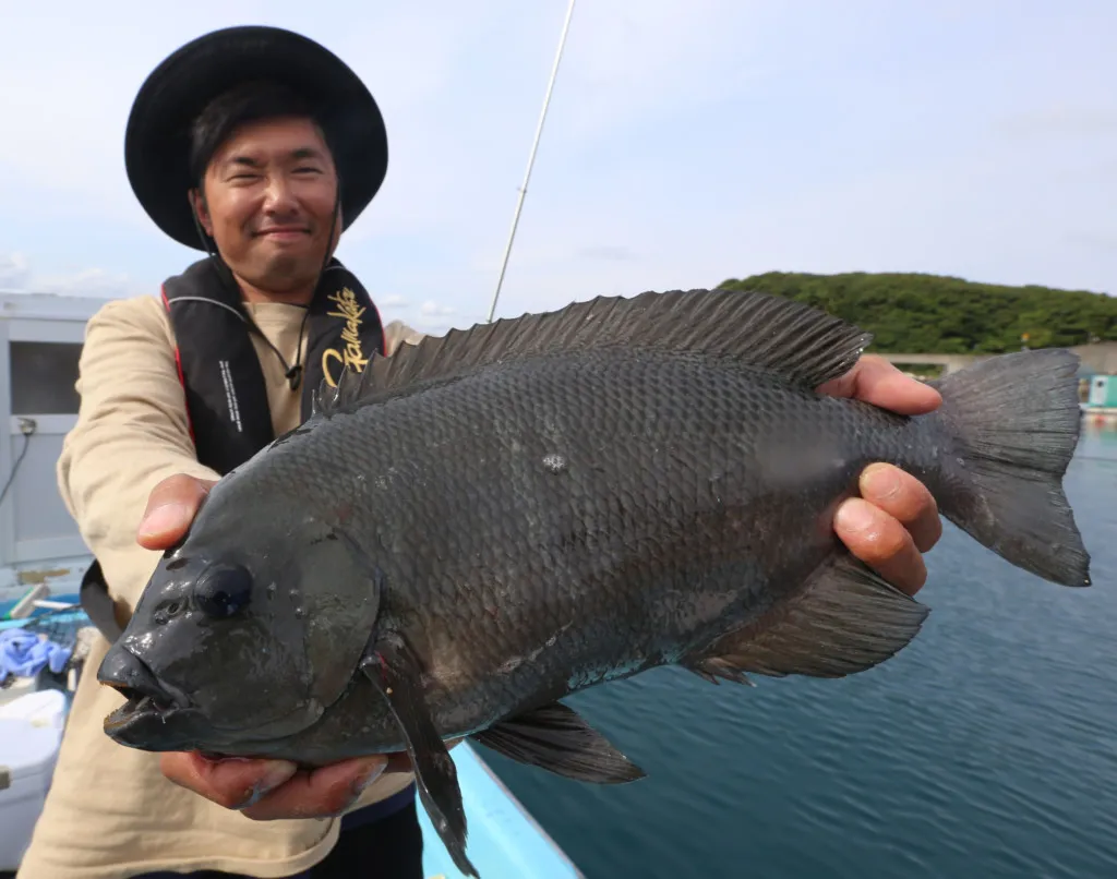 これから最高に美味しくなる魚 冬が旬 刺し身に鍋にウマい グレ をそろそろ狙いに行ってみませんか ニュース つりそく 釣場速報